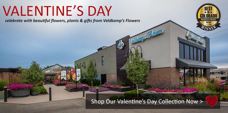 Shop Veldkamp's Flowers for the best selection of Valentine's Day flowers, plants and gifts in Denver, Colorado.
