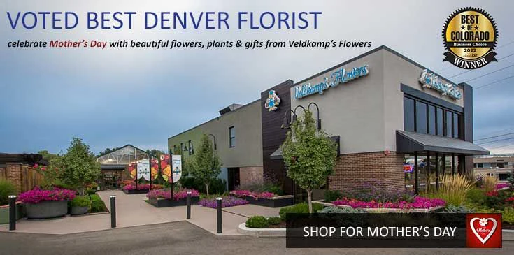Shop Veldkamp's Flowers for the best selection of Mother's Day flowers, plants and gifts in Denver, Colorado.