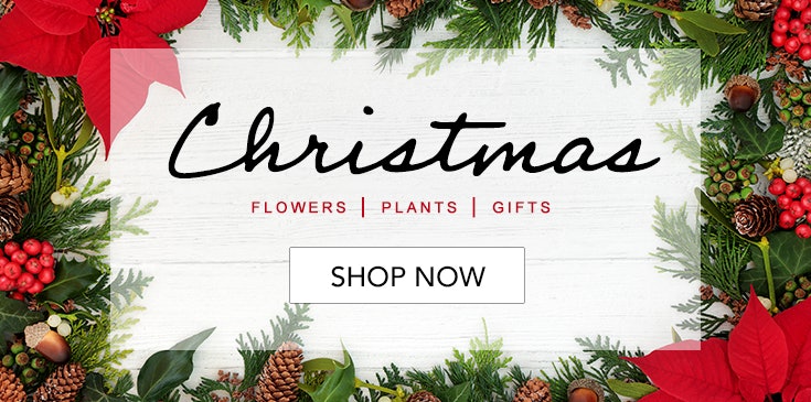 Shop Veldkamp's Flowers for the best selection of Christmas Flowers, Poinsettias, Holiday Table Centerpieces & Gifts in Denver, Colorado.
