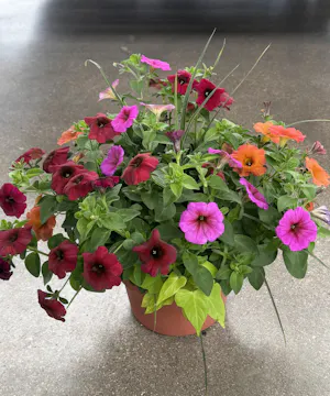 Outdoor Patio Pot