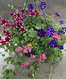 Outdoor Hanging Basket 