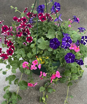 Outdoor Hanging Basket