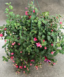 Outdoor Hanging Basket 