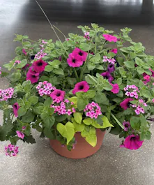 Outdoor Patio Pot 
