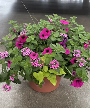 Outdoor Patio Pot