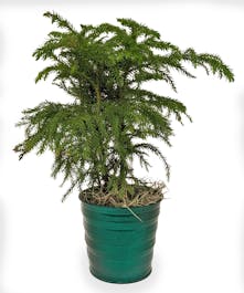 4" Norfolk Island Pine 