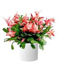 Charming Christmas Cactus