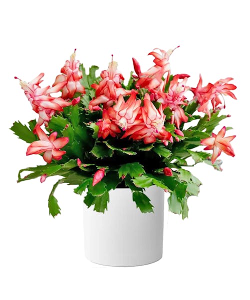 Charming Christmas Cactus