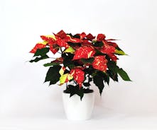 Colorado Grown Poinsettia Plants 