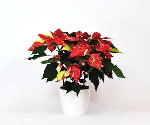 Colorado Grown Poinsettia Plants