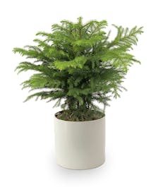 6" Norfolk Island Pine 