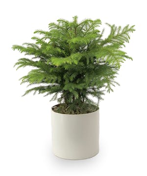 6" Norfolk Island Pine