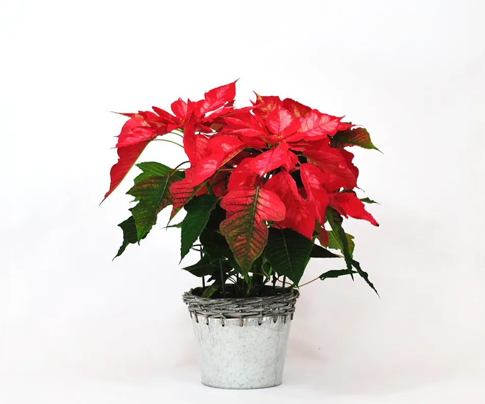 Pink Poinsettia (6 Inch) Christmas Poinsettias, Veldkamp
