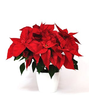 Festive Holiday Poinsettias Grown In Colorado