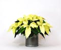 White Poinsettia (6 Inch)