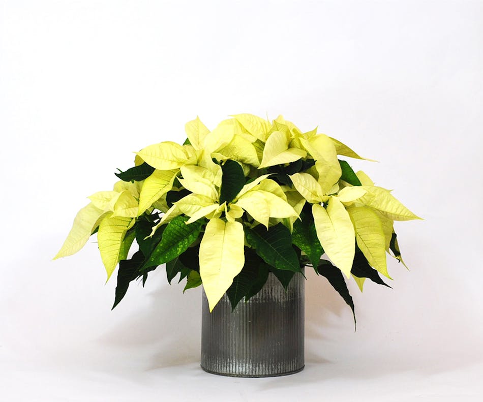 White Poinsettia 6 Inch Christmas Ts Veldkamps Flowers Denver