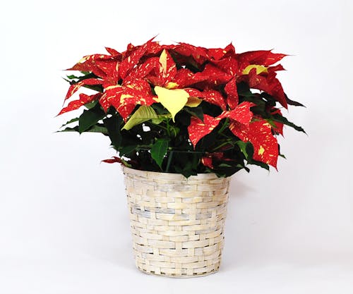 Jingle Bell Poinsettia (8 Inch)