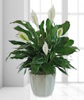 Spathiphyllum Plant