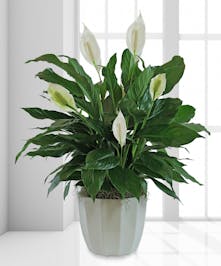 Peace Lily 