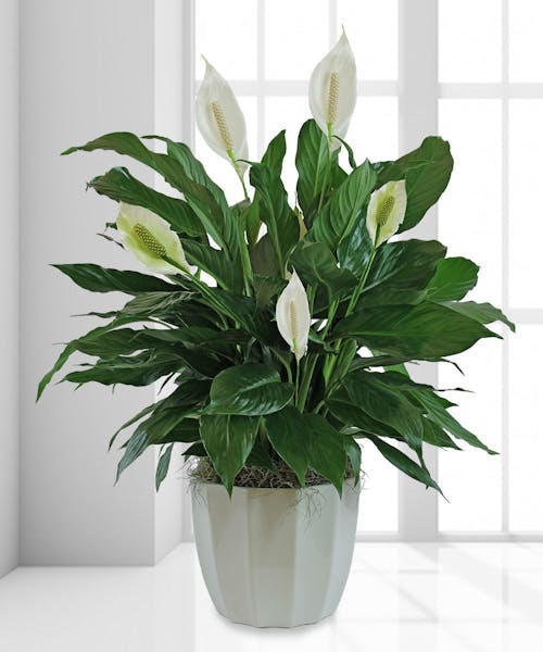 Serenity Peace Lily