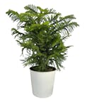 Norfolk Island Pine