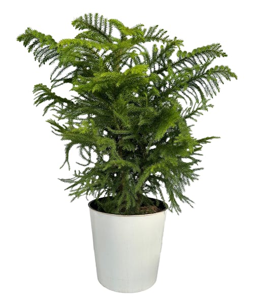 Norfolk Island Pine