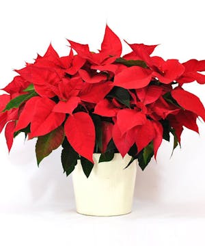 Colorado Grown Poinsettia Plants
