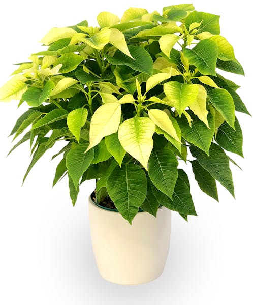 White Poinsettia (8 Inch)