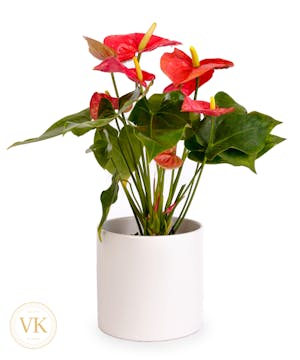 6" Anthurium Plant