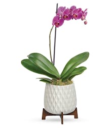 Modern Orchid Plant 