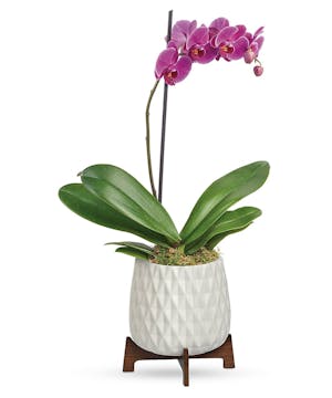 Modern Orchid Plant