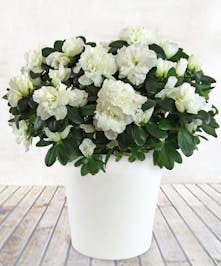 6" White Azalea Plant 