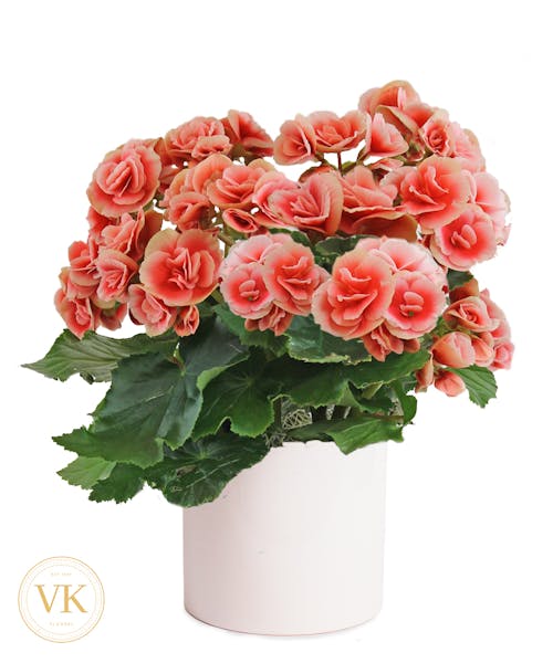 Charming Coral Begonia Plant