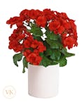 Radiant Red Begonia Plant