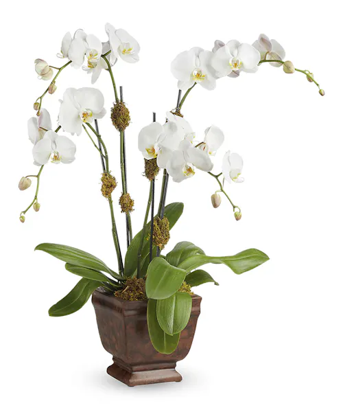 Blossoming Orchid Plant