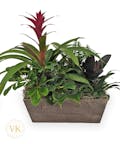 Tropical Bromeliad Garden