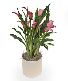 Calla Lily Plant 