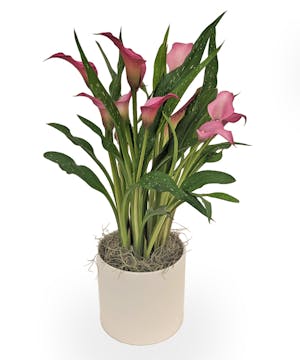 Calla Lily Plant