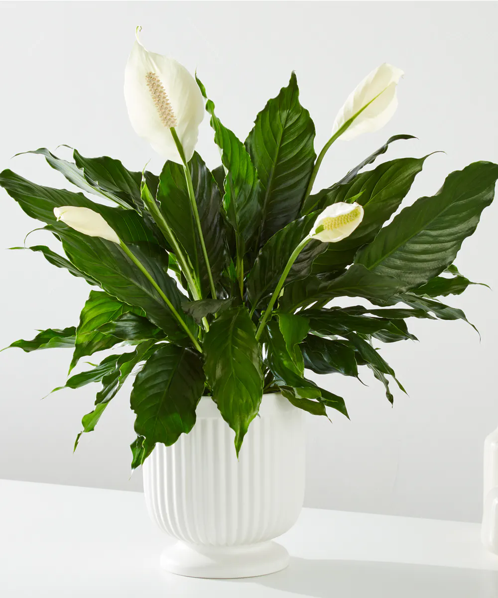 Comfort Planter - Peace Lily Plant Denver, CO, Veldkamp's Denver CO