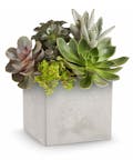 Concrete Oasis Succulent Garden