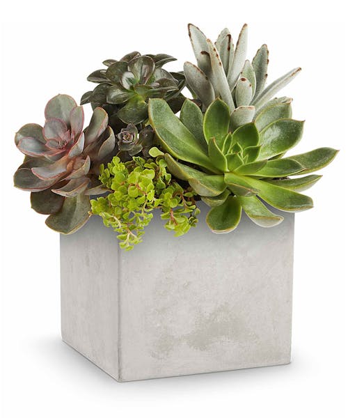 Concrete Oasis Succulent Garden