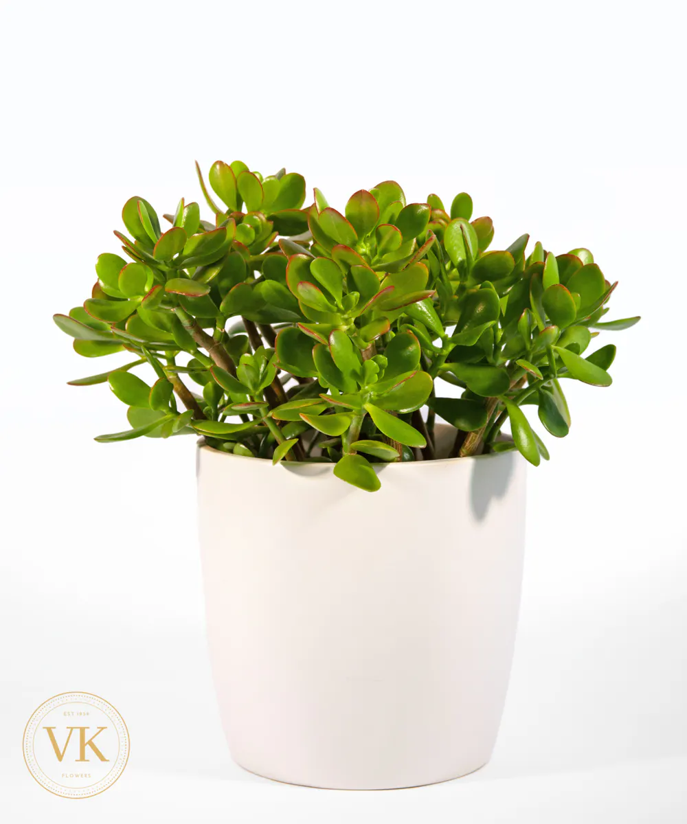 Veldkamp's Flowers Jade Plant