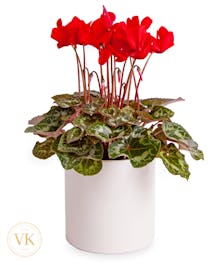 6" Red Cyclamen Plant 