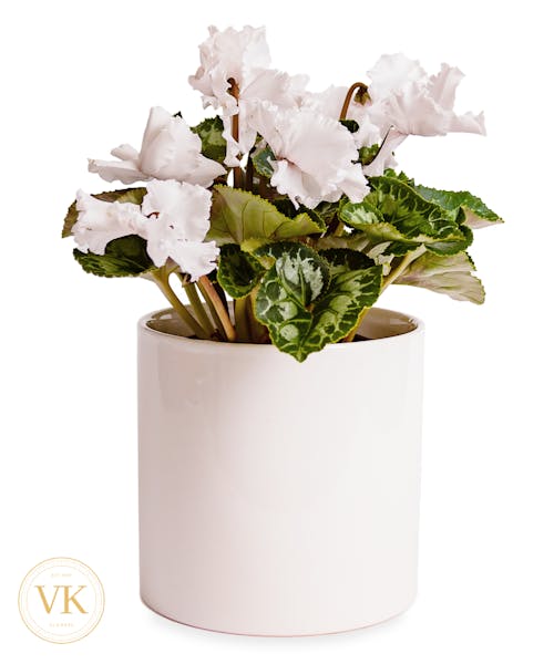 Perfect Wishes Cyclamen