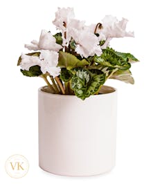 6" White Cyclamen Plant 