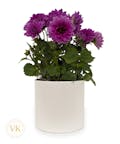 Delightful Dahlia Blooming Plant