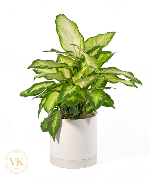 Dieffenbachia
