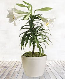 Colorado Grown Easter Lily 