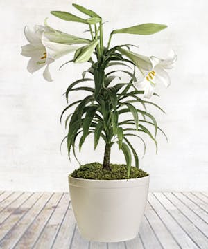Colorado Grown Easter Lily