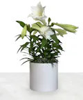 Easter Lily Plant